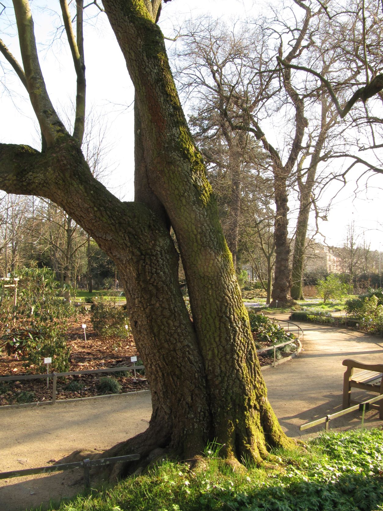 Diospyros lotus - Bonn - März 2022