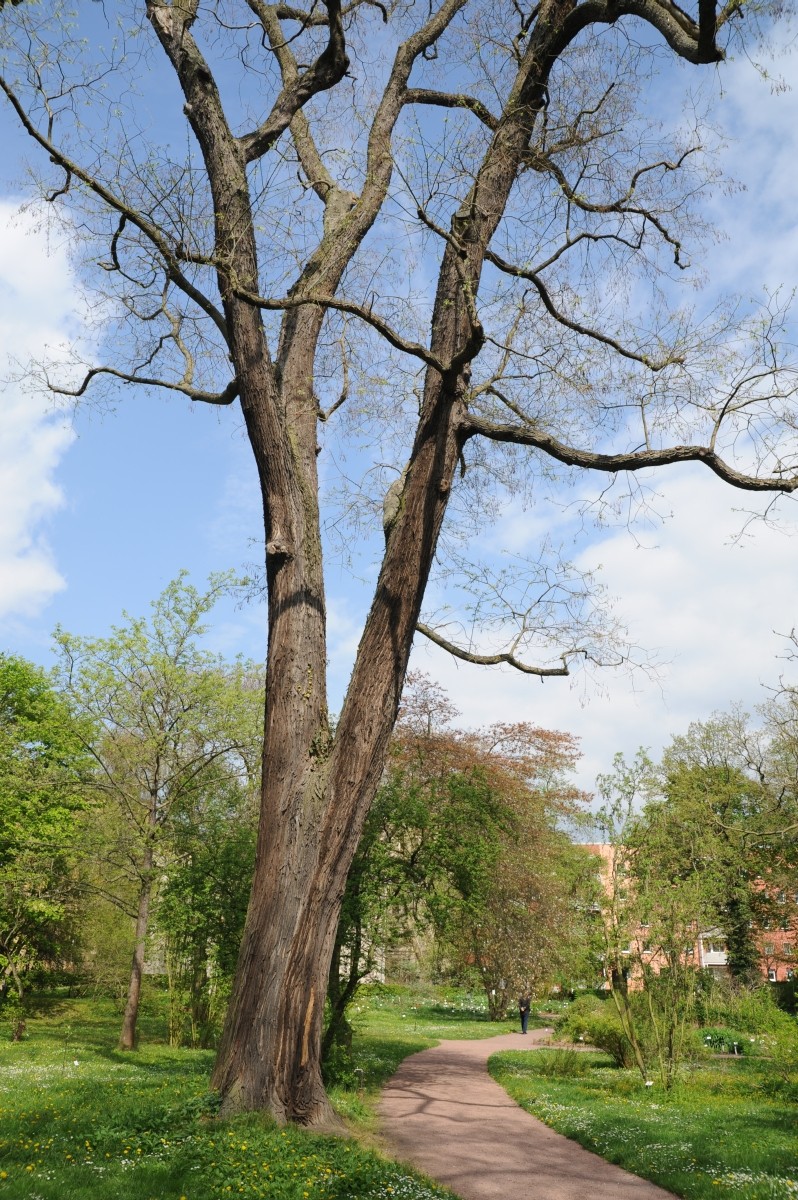 japonicum Styphnolobium