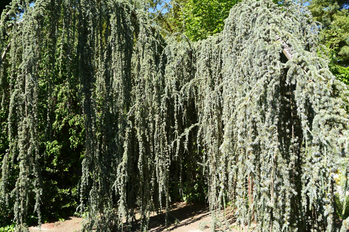 'Glauca Pendula' atlantica Cedrus