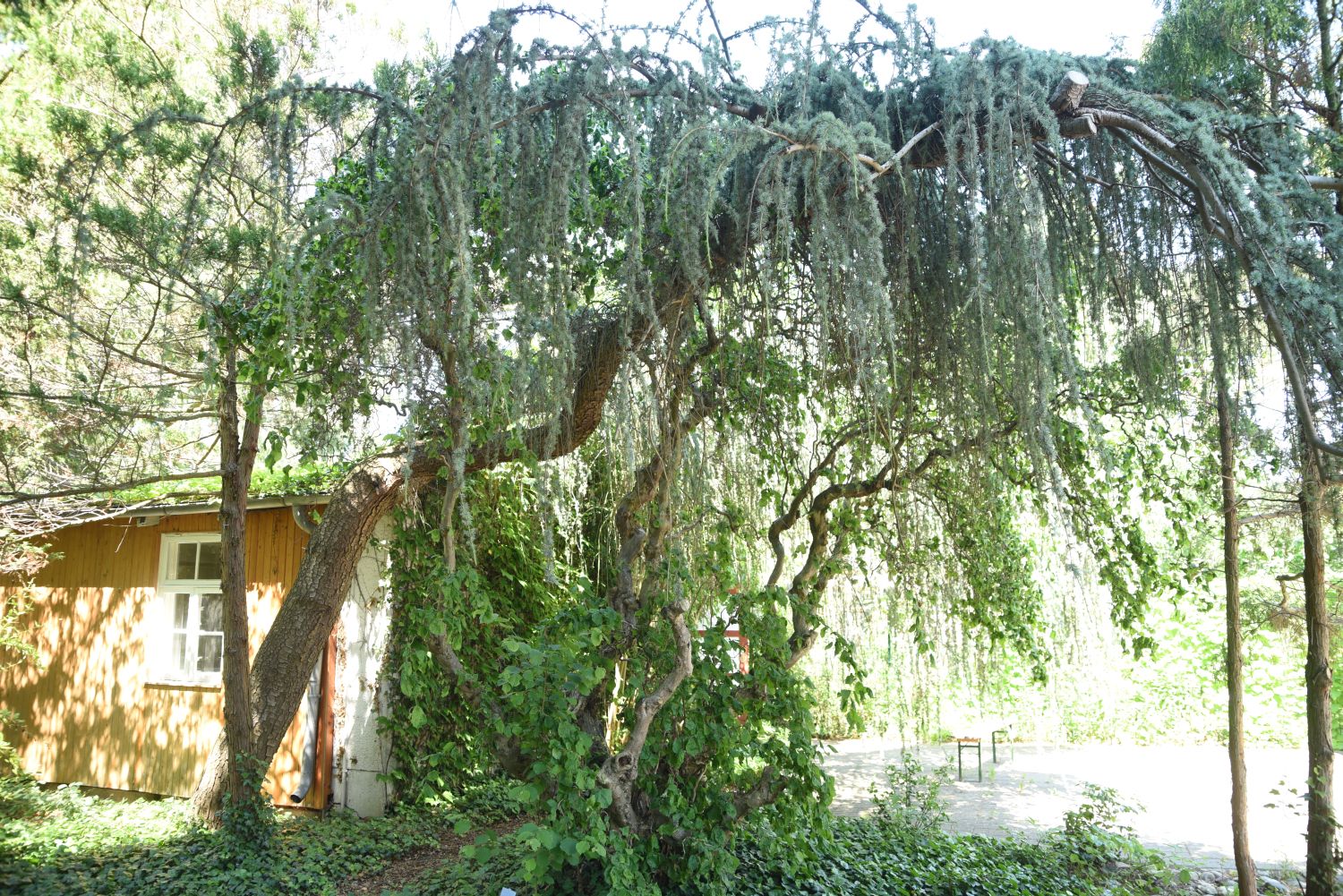 Cedrus atlantica 'Glauca Pendula' - Berlin-Tegel, Gartenarbeitsschule - 2019