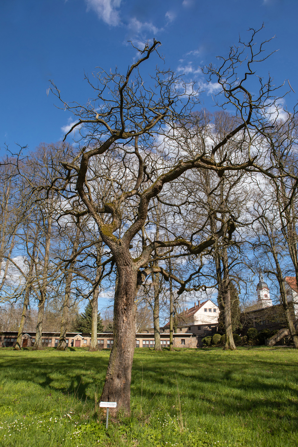 Catalpa speciosa