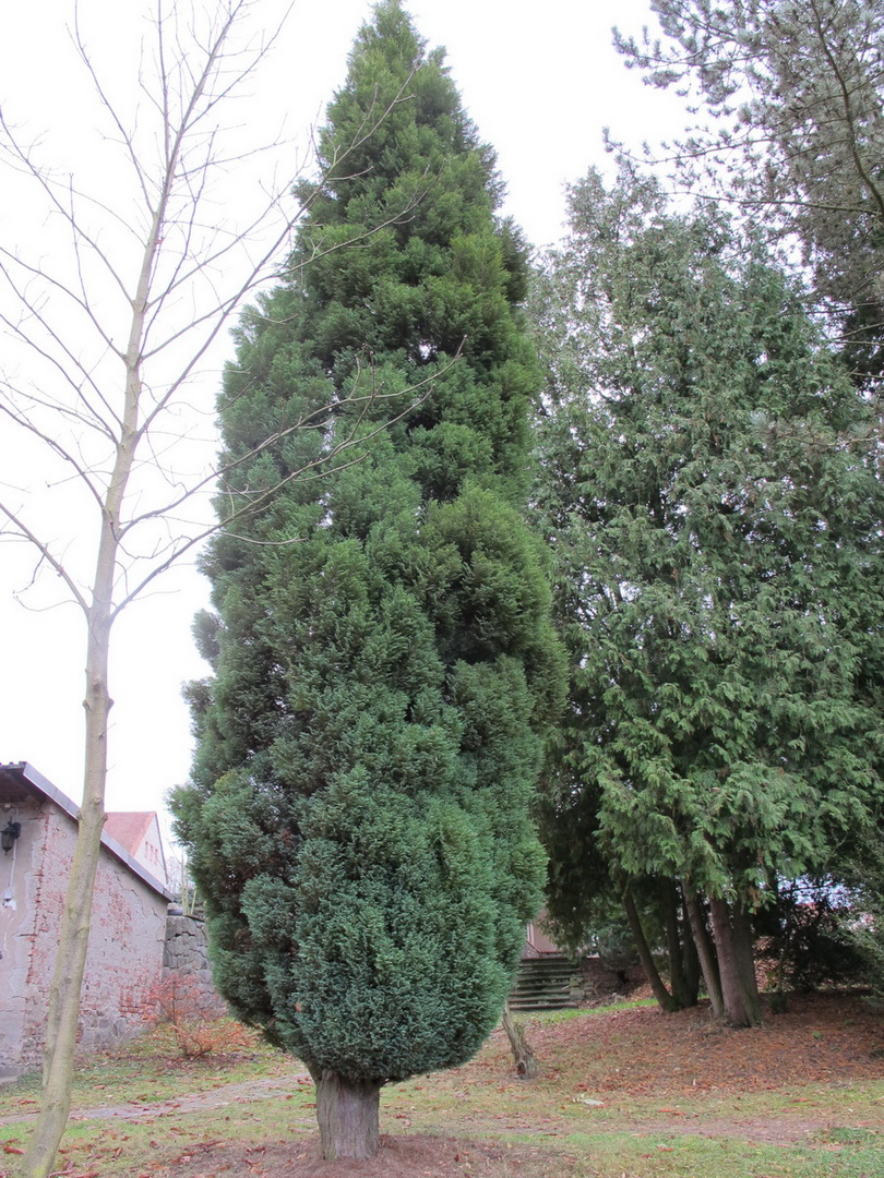 'Fletcheri' Chamaecyparis lawsoniana