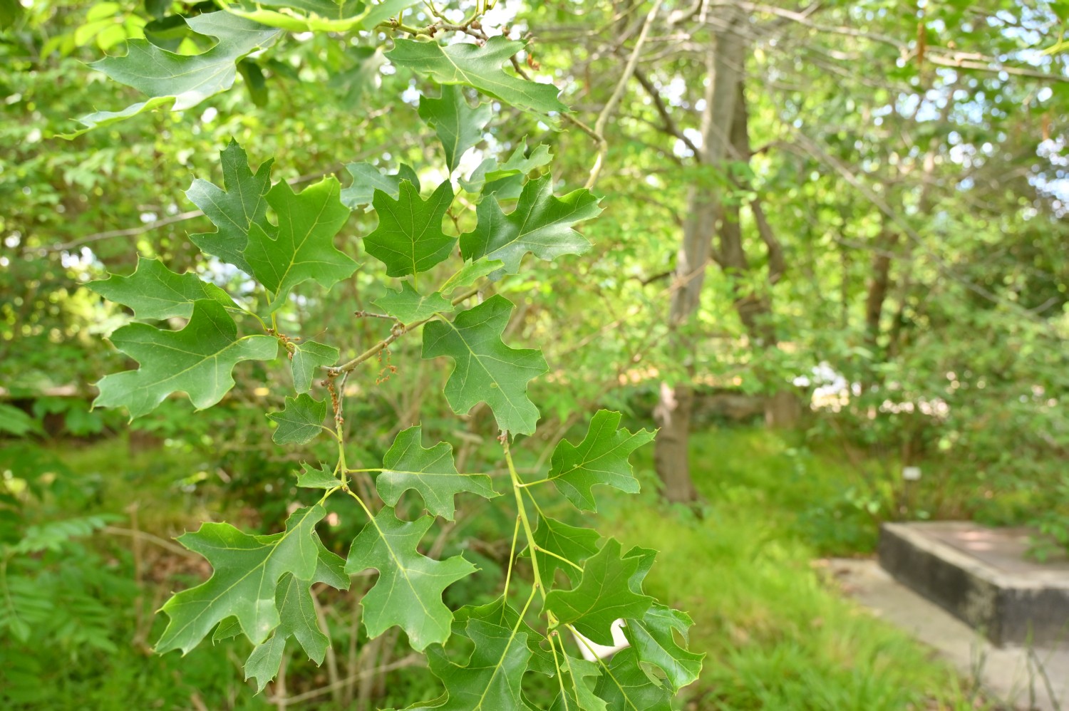Quercus shumardii - Dresden Botanischer Garten - 2022