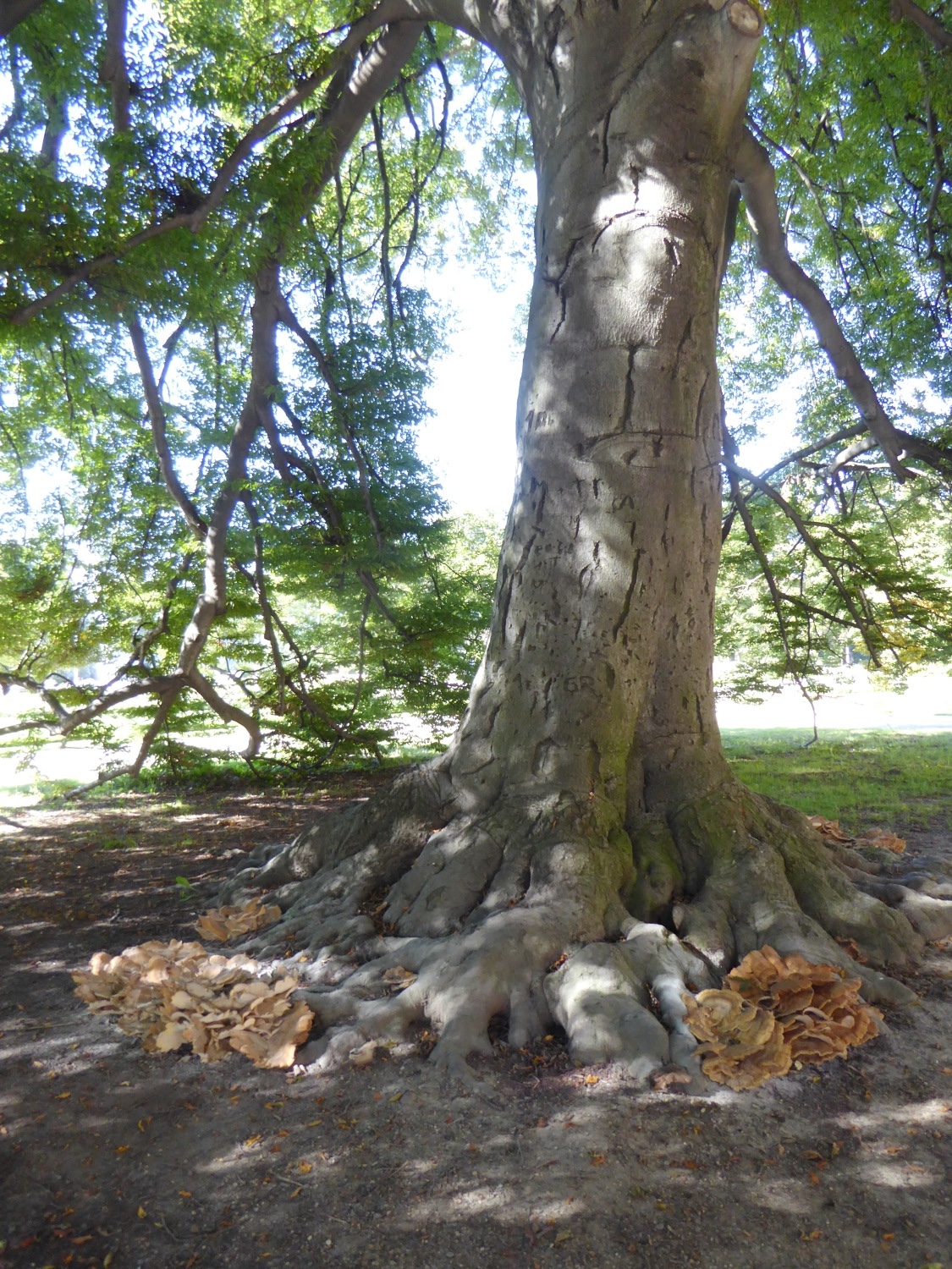 Fagus sylvatica 'Asplenifolia' mit Meripilus giganteus - Dresden-Pillnitz - Oktober 2015