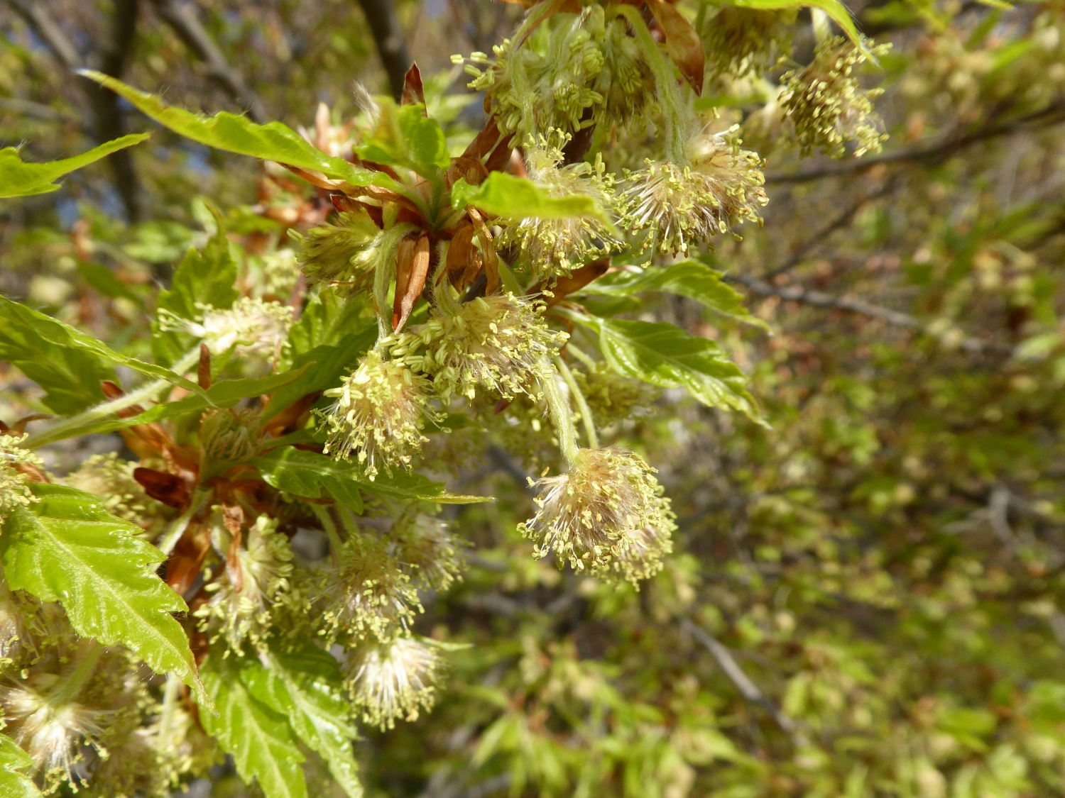 Fagus sylvatica 'Asplenifolia' - Dresden-Pillnitz - April 2020
