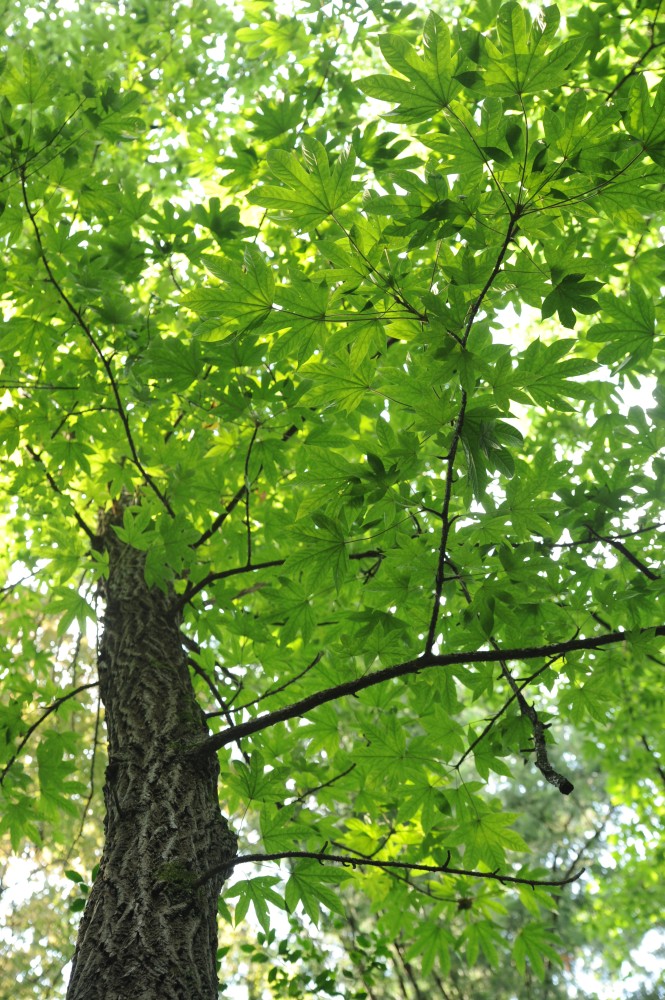 Kalopanax septemlobus var. maximowiczii