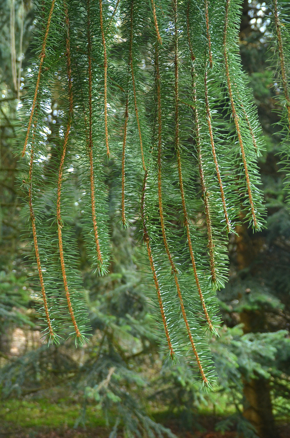 Picea abies 'Virgata' - Altes Arboretum Metzingen - Jan. 2023