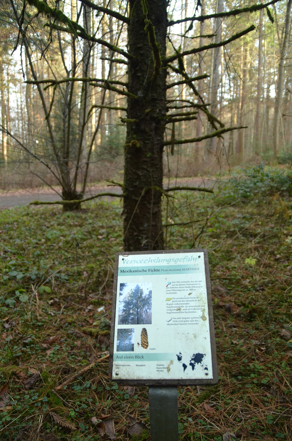 engelmannii Picea subsp. mexicana