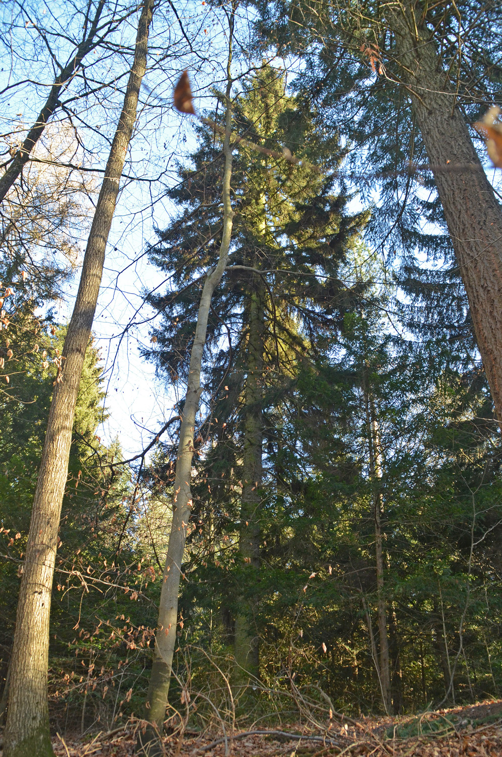 Picea orientalis - Metzingen - Feb. 2023