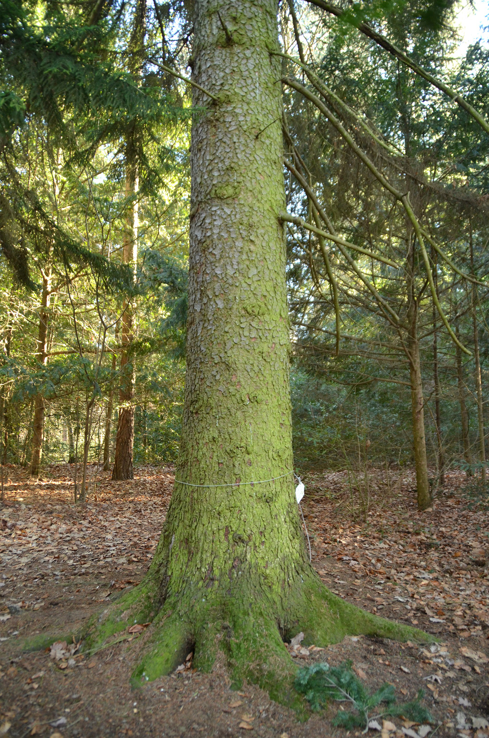 Picea orientalis - Metzingen - Feb. 2023