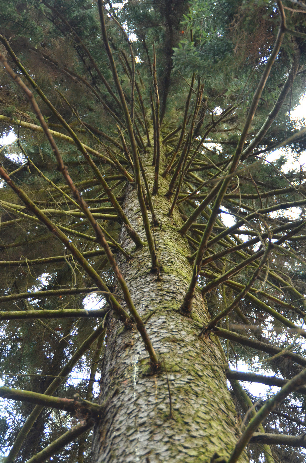 Picea orientalis - Metzingen - Feb. 2023