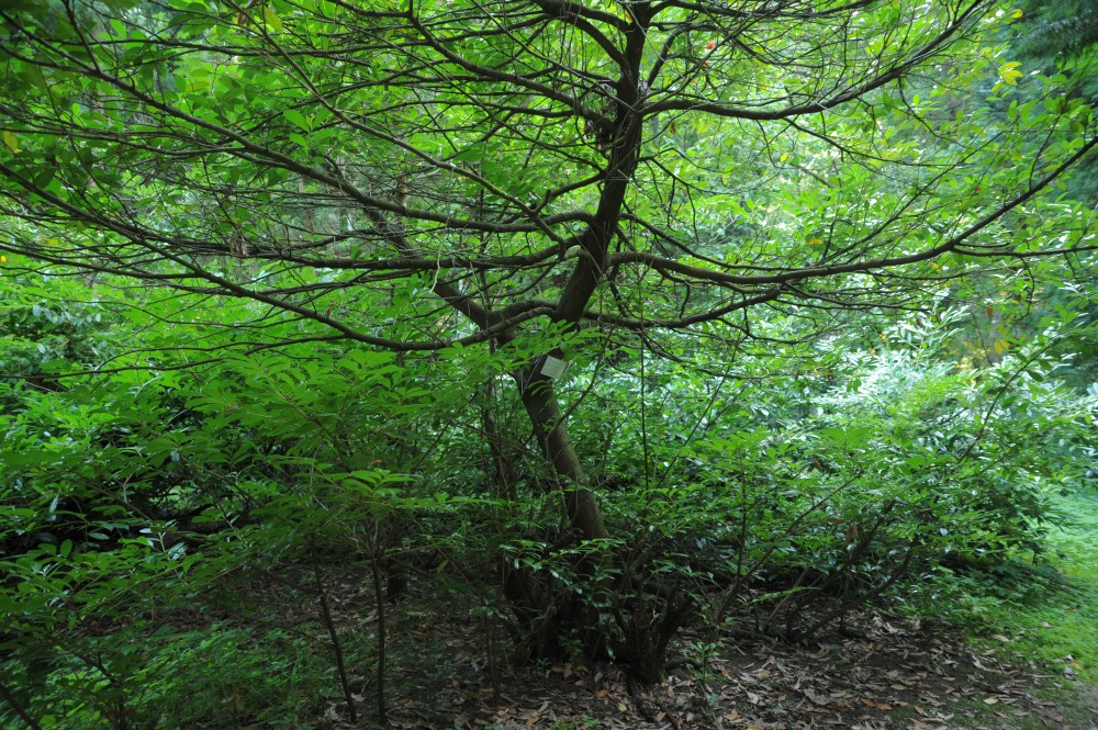'Schipkaensis' laurocerasus Prunus