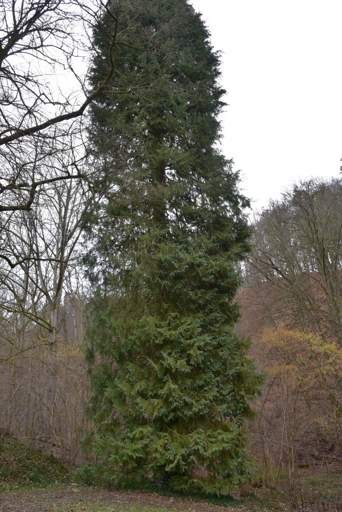 Chamaecyparis Glauca-Gruppe lawsoniana