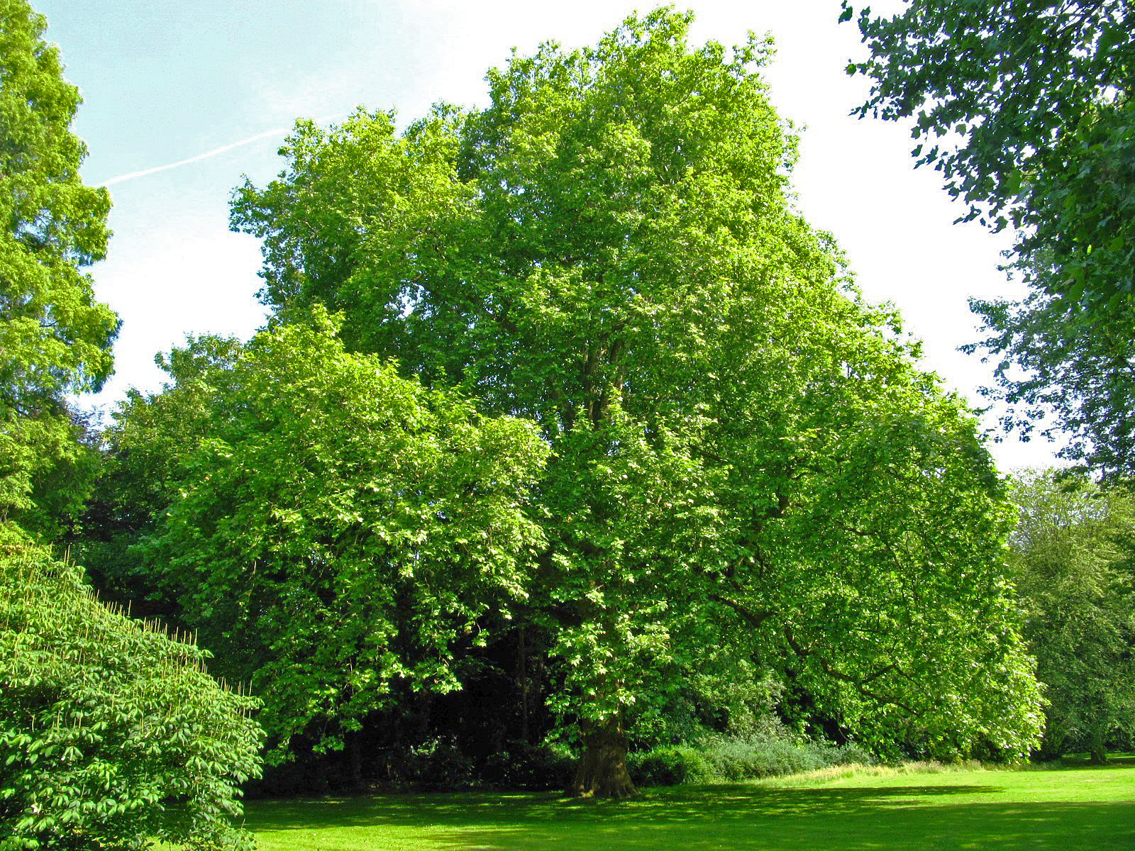 Platanus × hispanica - Schlosspark Oldenburg - Juni 2025
