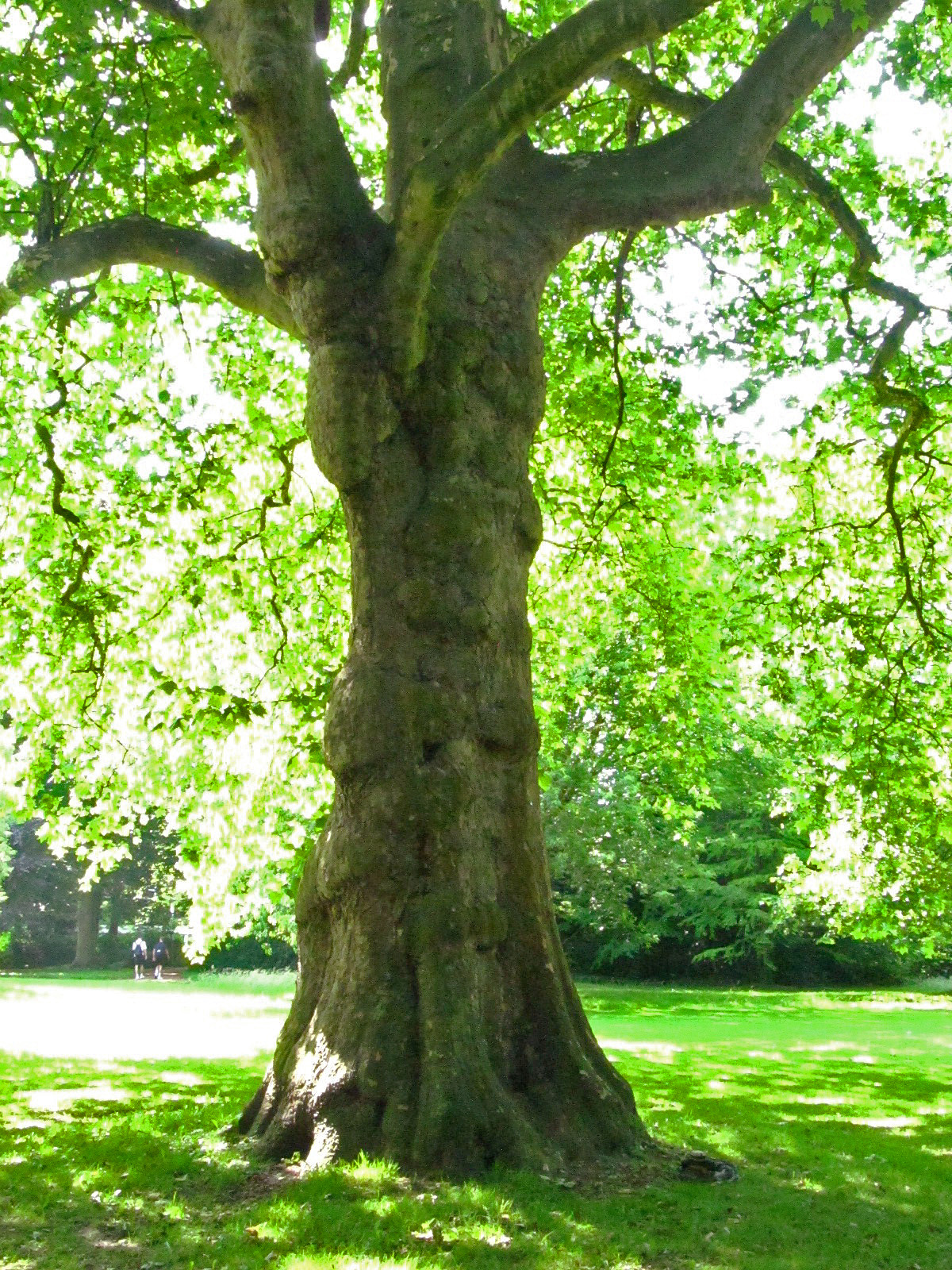 Platanus × hispanica - Schlosspark Oldenburg - Juni 2025