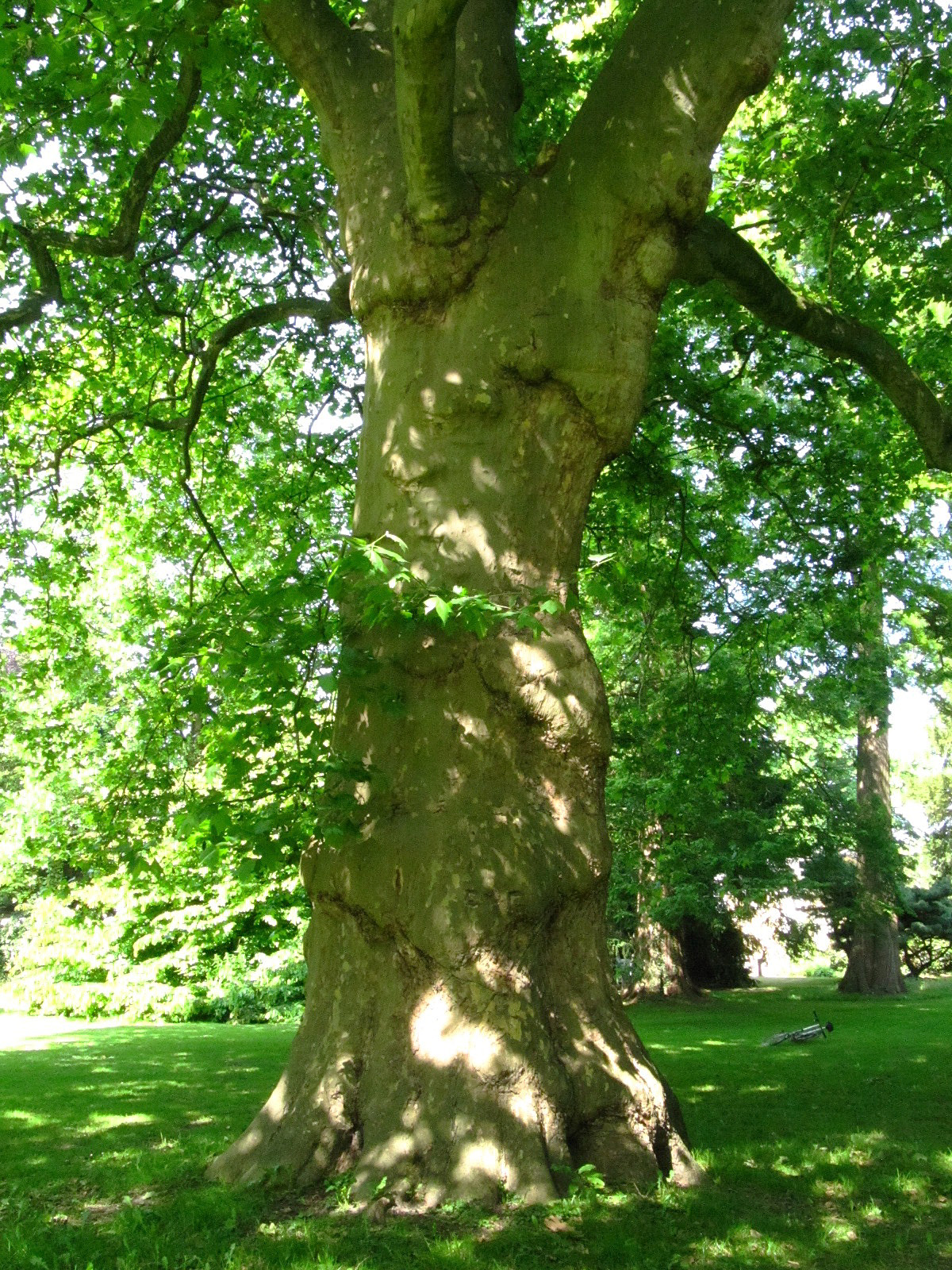 Platanus × hispanica - Schlosspark Oldenburg - Juni 2025