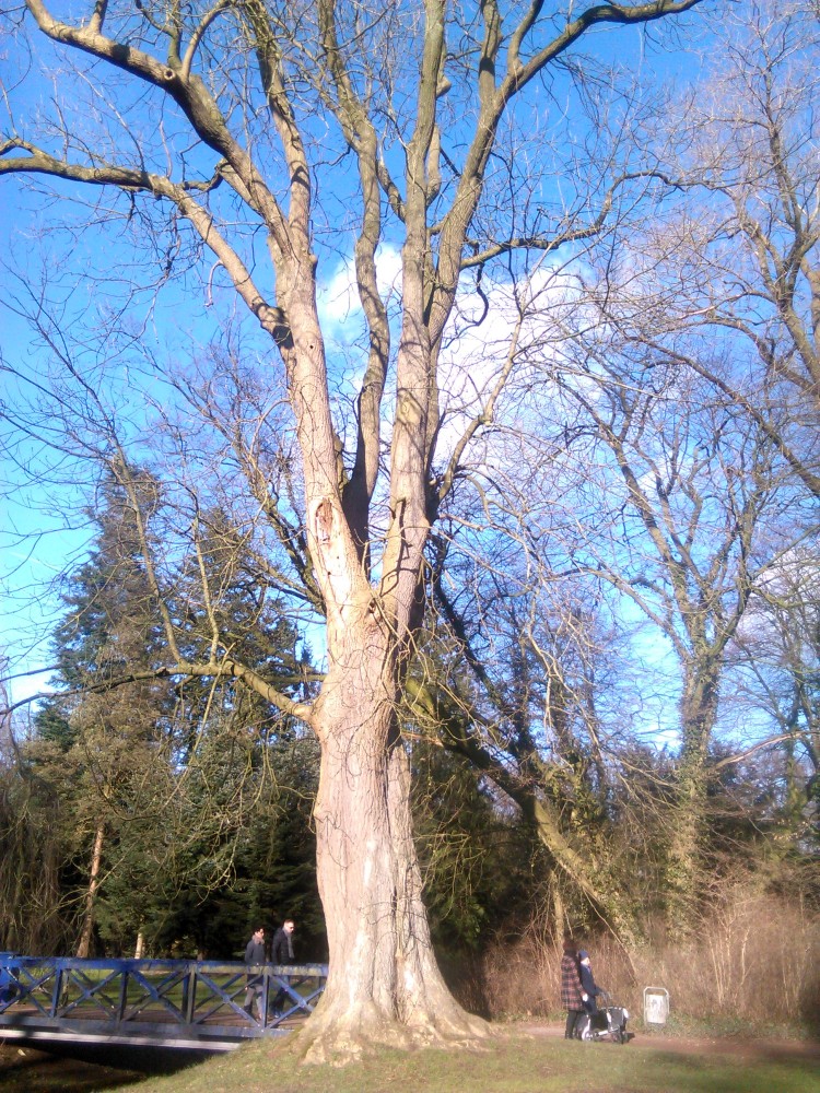excelsior Fraxinus