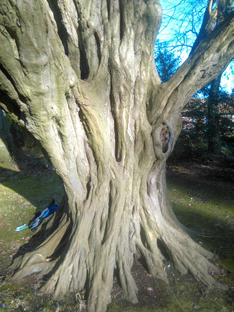 Carpinus betulus - Oldenburg - Februar 2016