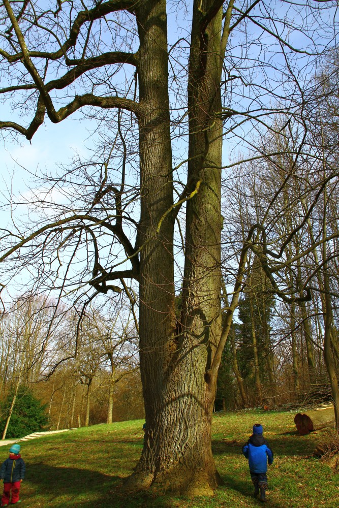 Liriodendron tulipifera