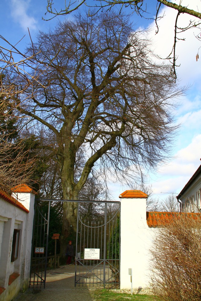 Atropurpurea-Gruppe Fagus sylvatica