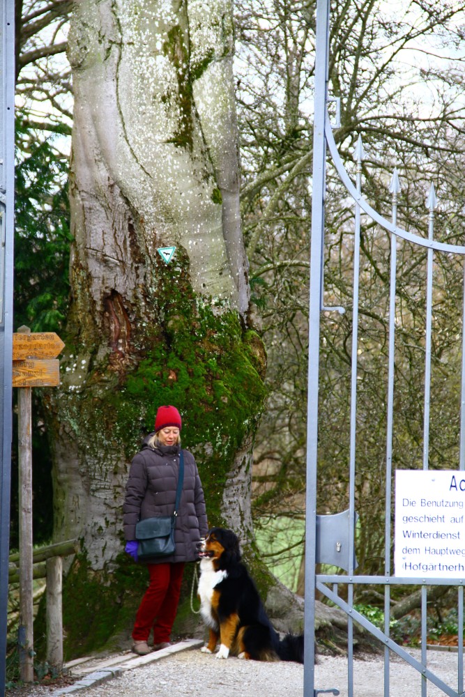 Fagus sylvatica Atropurpurea-Gruppe - Landshut Hofgarten - März 2016