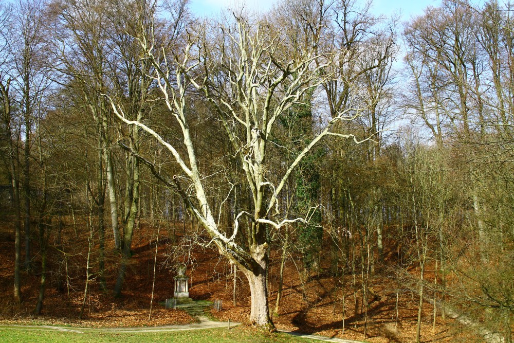 × hispanica Platanus