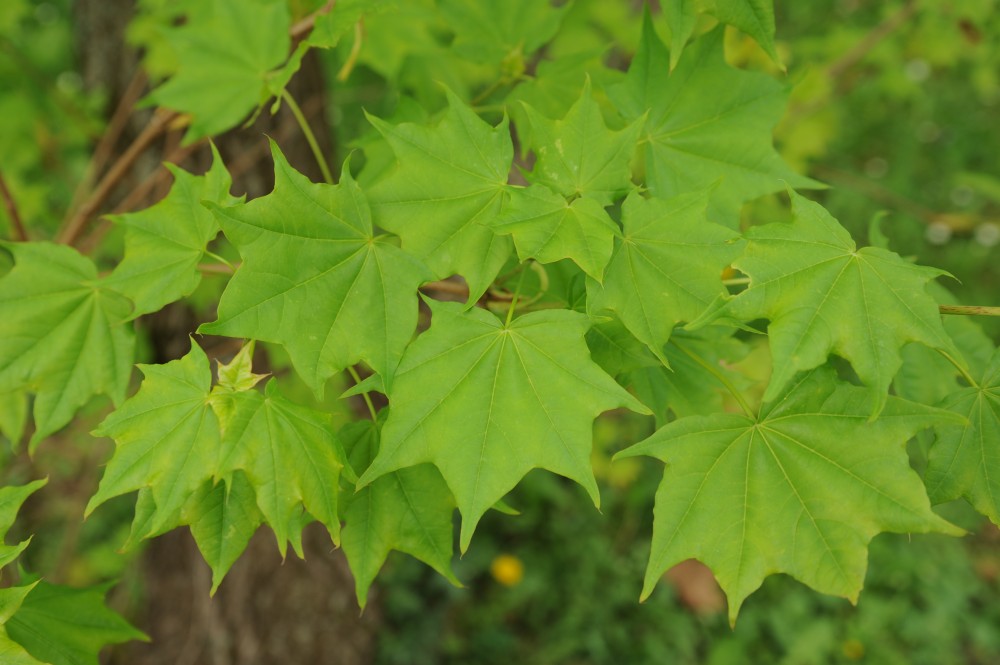 Acer pictum - Halle/Saale -  April 2014