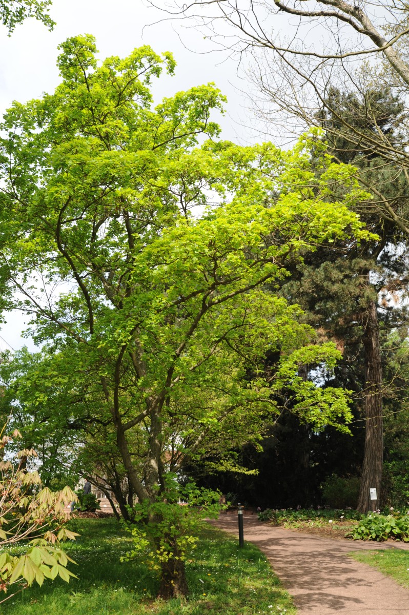 Acer pictum - Halle/Saale -  April 2014