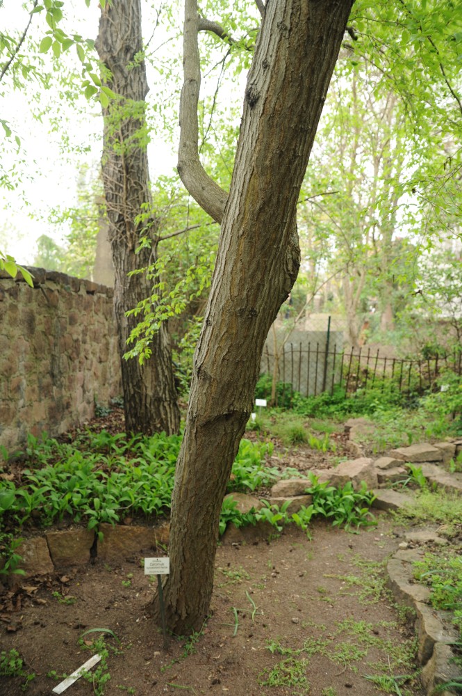 Carpinus turczaninowii