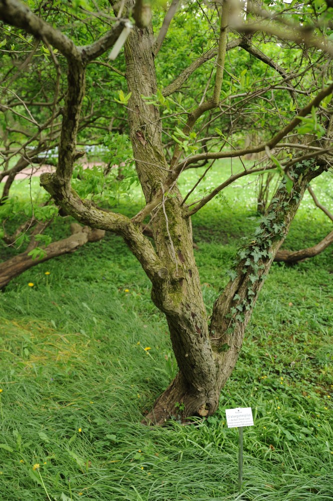 + Crataegomespilus dardarii