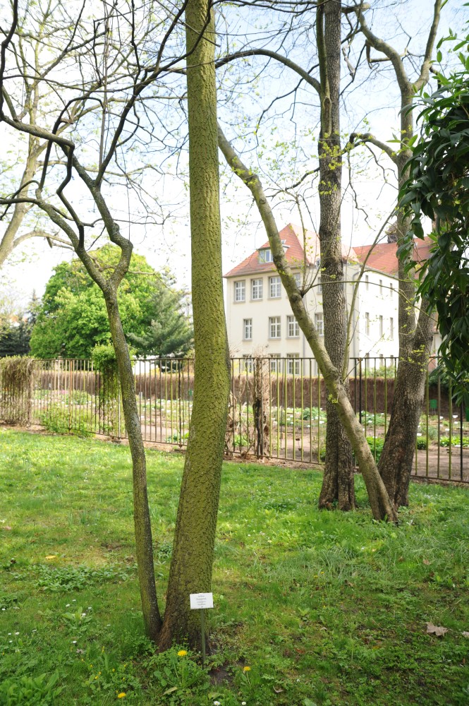 Diospyros virginiana