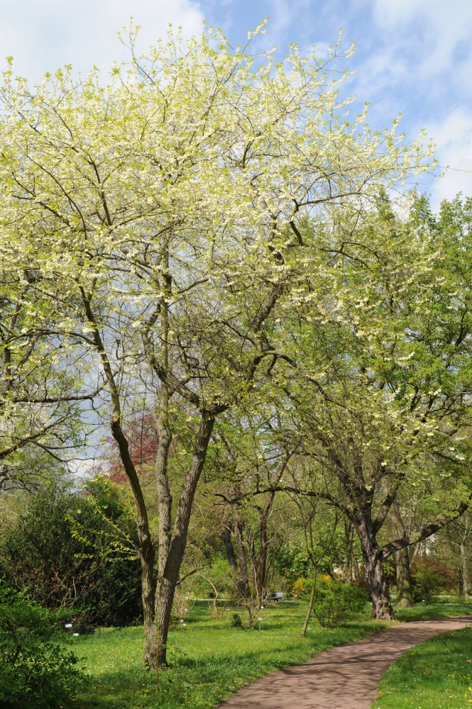 Halesia carolina  - Halle/Saale -  April 2014