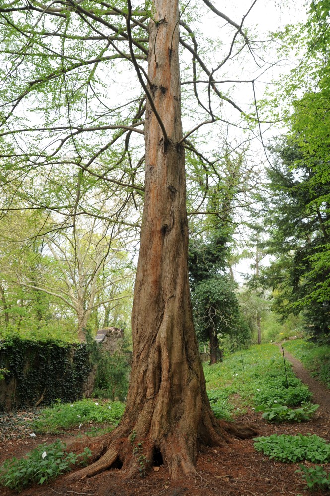 glyptostroboides Metasequoia