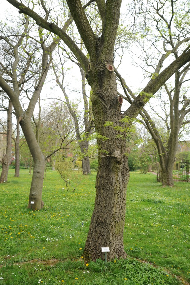 amurense Phellodendron