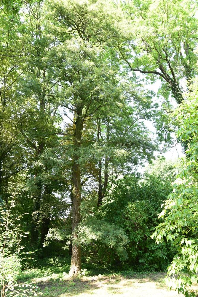 'Filicifolia' Quercus robur