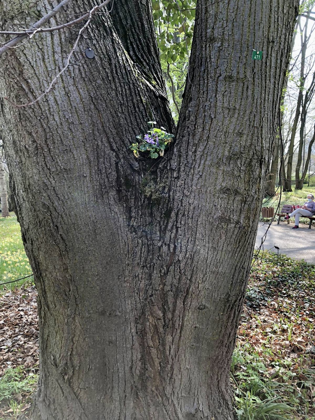 Tilia cordata - Frankfurt -  Mai 2022