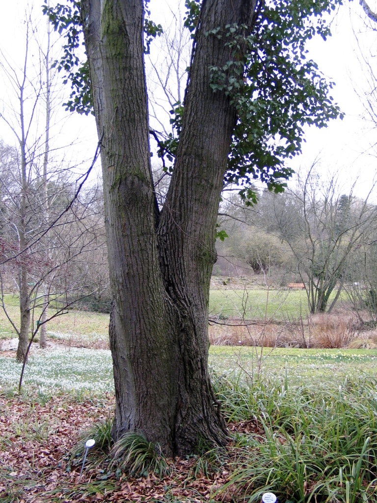 Tilia cordata - Frankfurt -  Oktober 2015