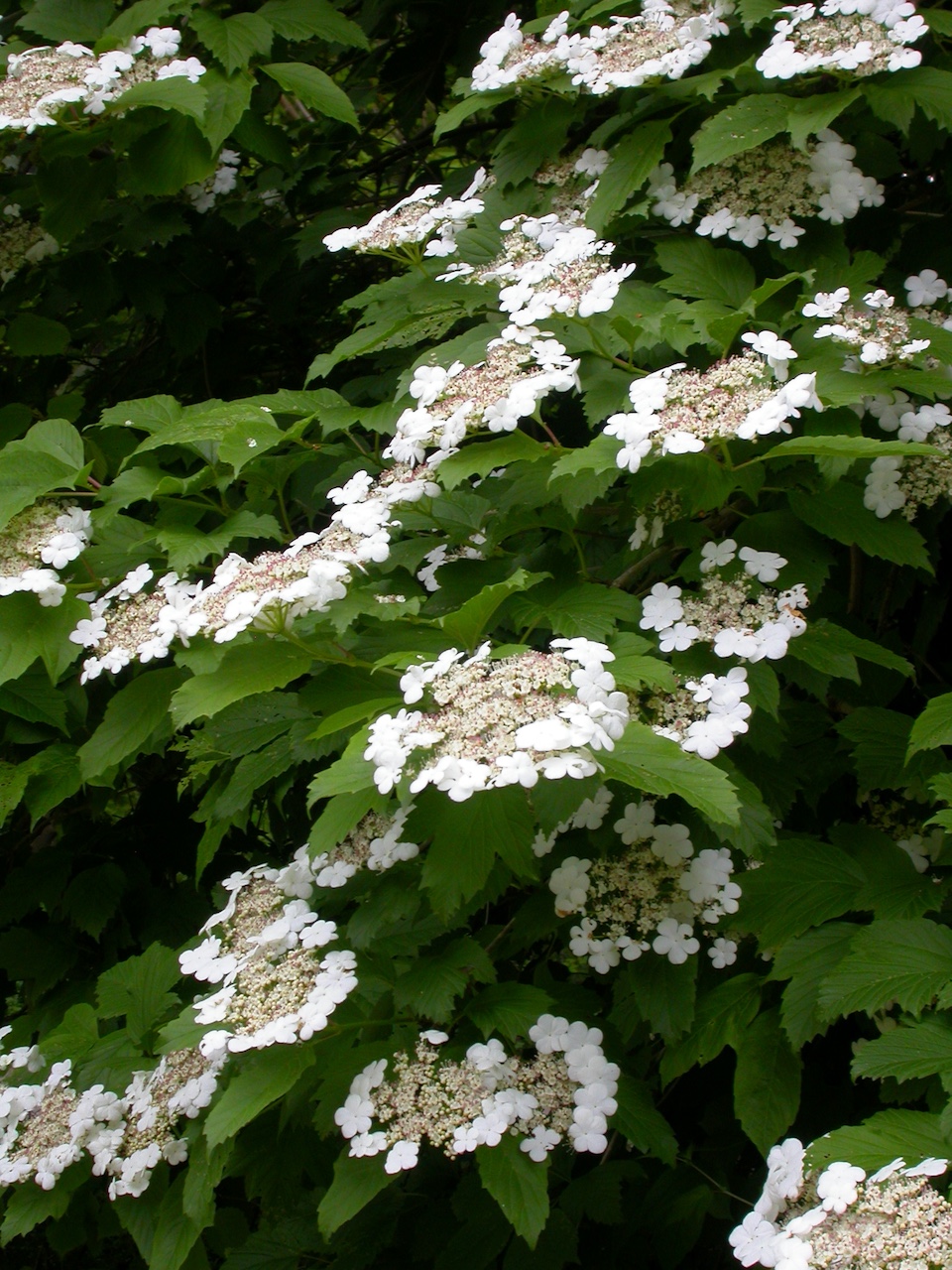 Viburnum sargentii - Frankfurt - Oktober 2023