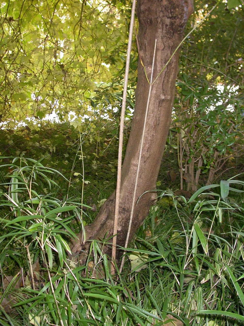 Viburnum sargentii - Frankfurt - Oktober 2023