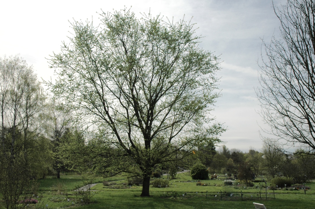 'Regal' keine Artzuordnung Ulmus