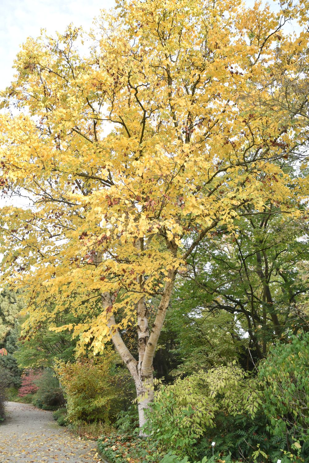 Betula maximowicziana