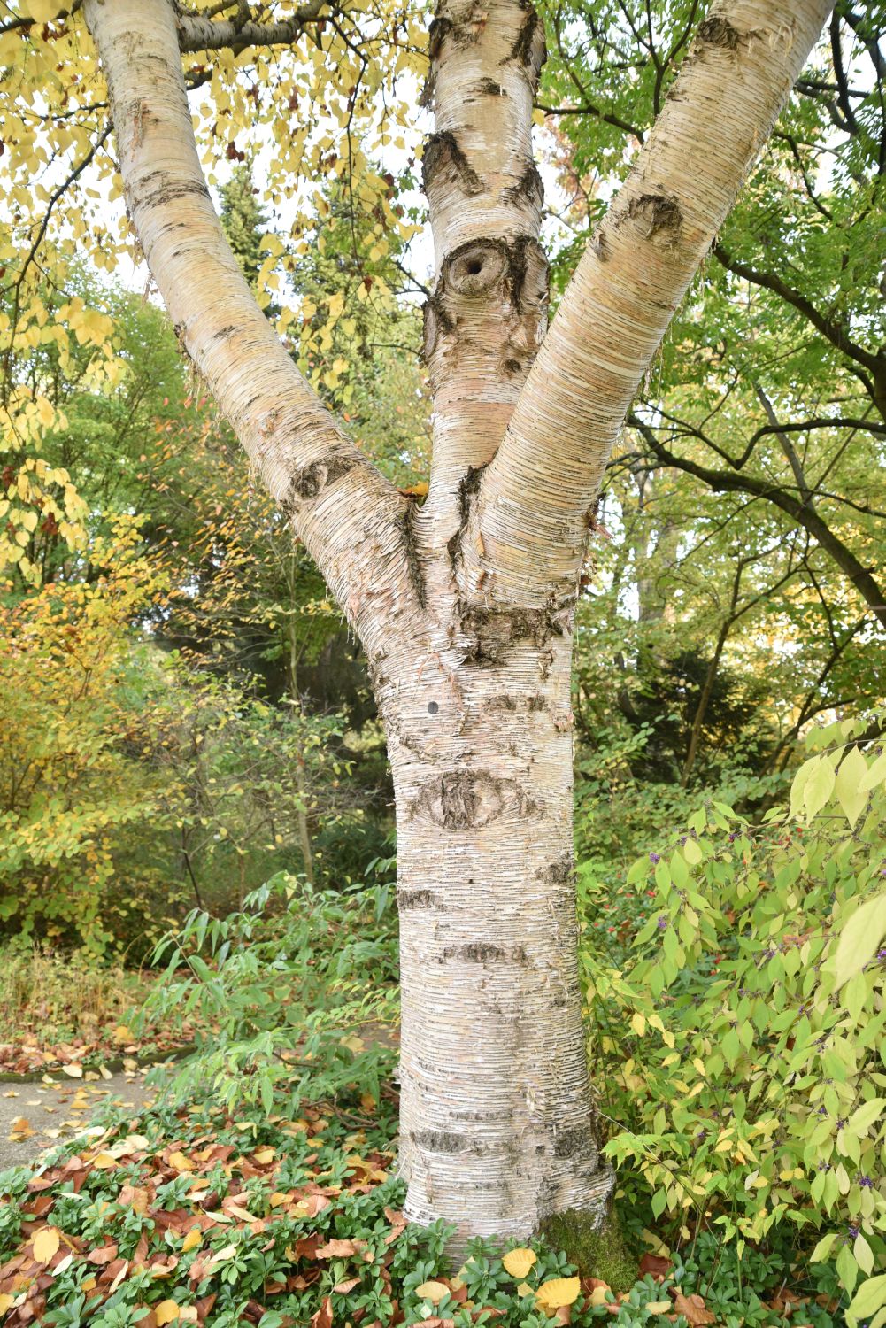 Betula maximowicziana - Frankfurt - November 2019
