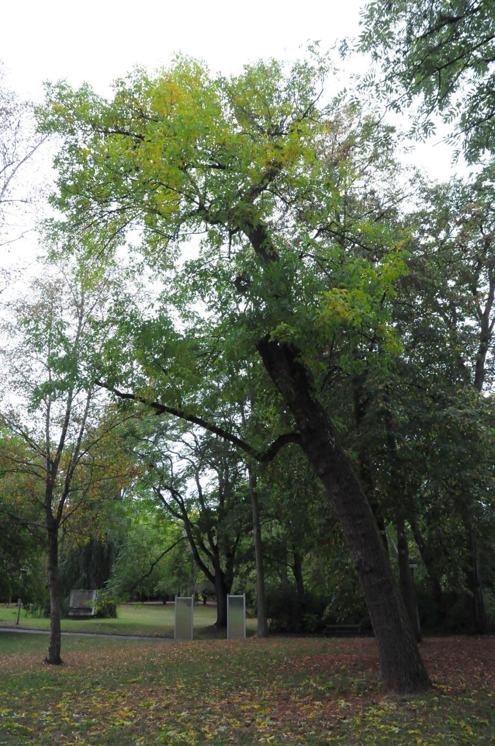 Fraxinus pennsylvanica