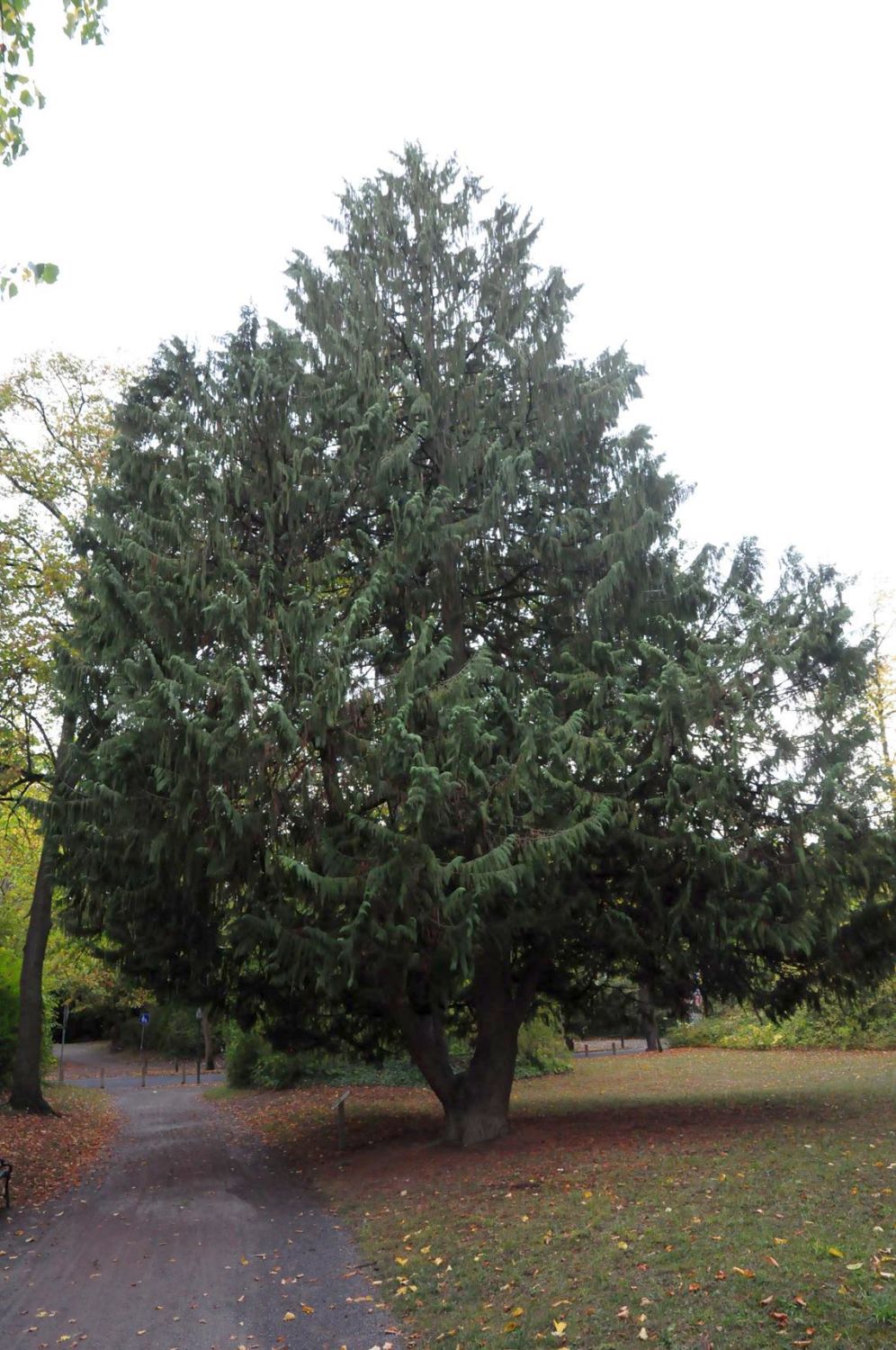 'Pendula' Cupressus nootkatensis