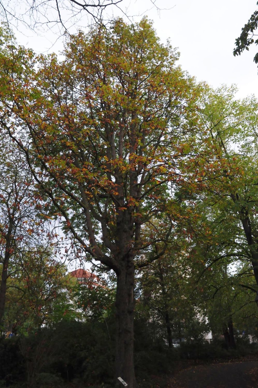 'Baumannii' Aesculus hippocastanum