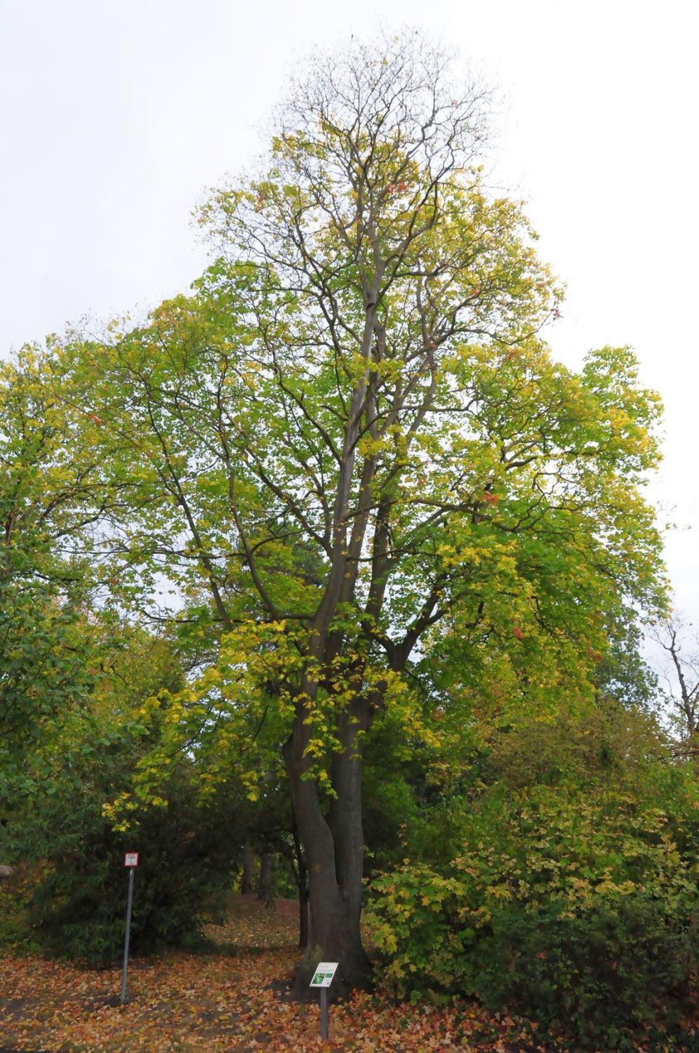 Acer cappadocicum