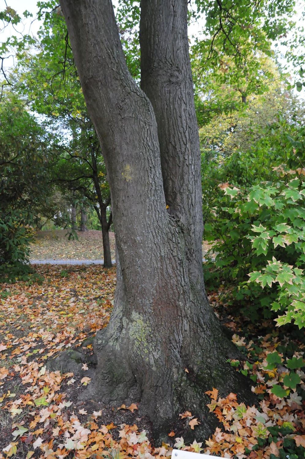 Kolchischer Ahorn - Würzburg, Klein Nizza - 2019