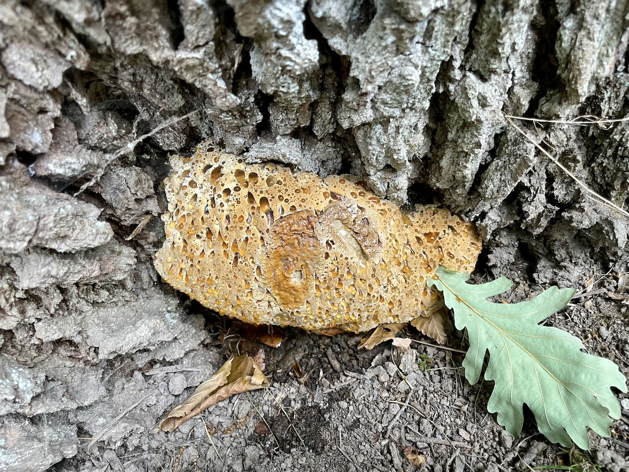 Quercus frainetto mit Tropfendem Schillerporling - Mettlach - Juli 2023
