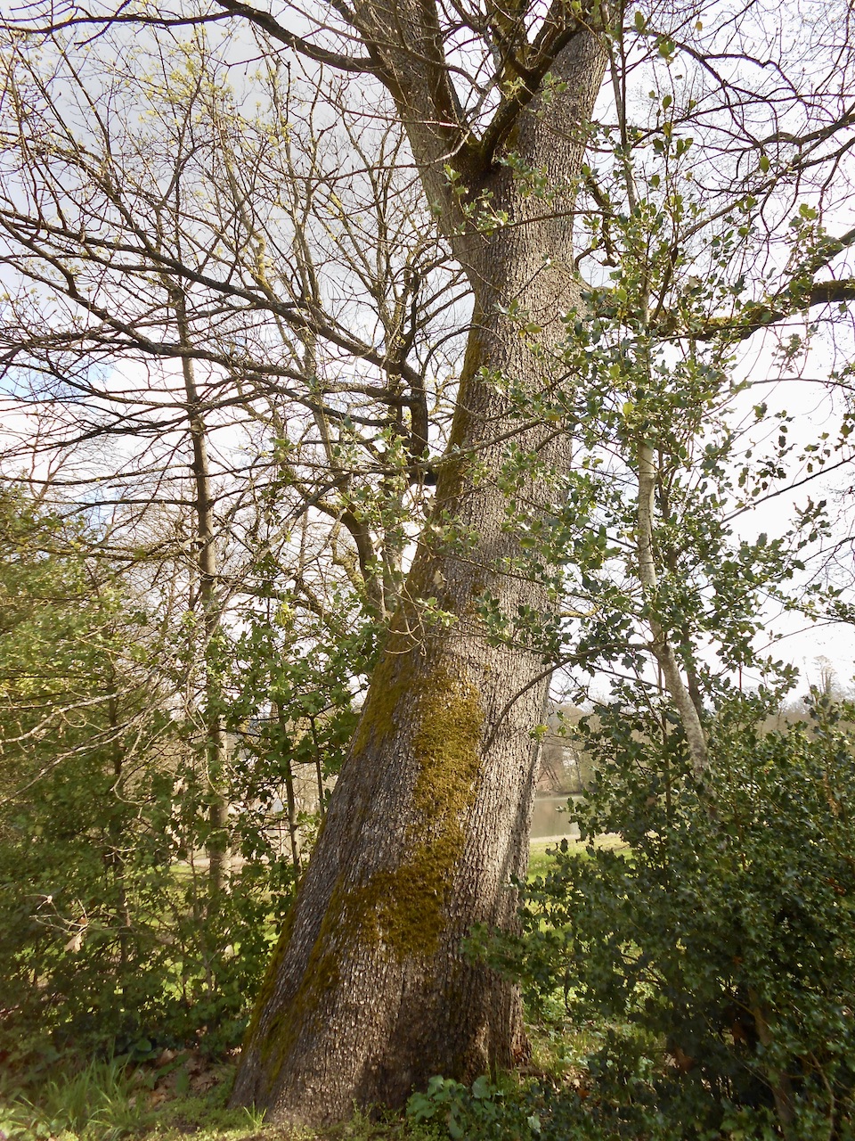Quercus frainetto - Mettlach - April 2022