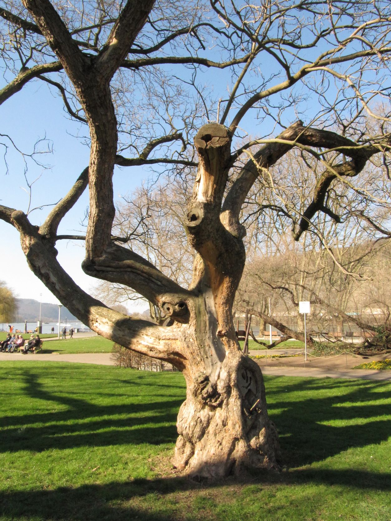 Catalpa bignonioides - Andernach - Febr. 2022
